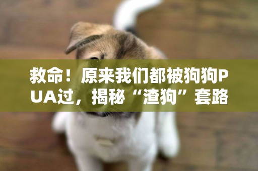 救命！原來我們都被狗狗PUA過，揭秘“渣狗”套路 