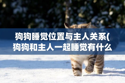 狗狗睡覺位置與主人關系(狗狗和主人一起睡覺有什么不好) 