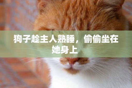 狗子趁主人熟睡，偷偷坐在她身上 