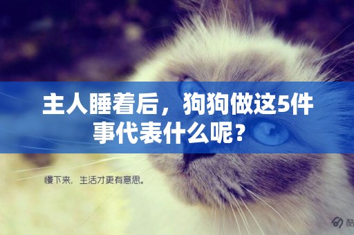 主人睡著后，狗狗做這5件事代表什么呢？ 
