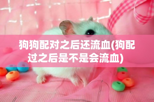 狗狗配對之后還流血(狗配過之后是不是會流血) 