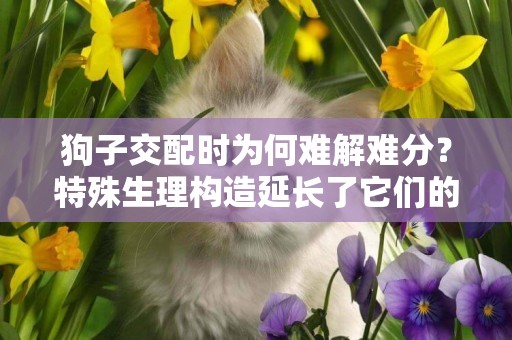 狗子交配時為何難解難分？特殊生理構造延長了它們的交配時間 