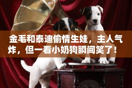 金毛和泰迪偷情生娃，主人氣炸，但一看小奶狗瞬間笑了！ 