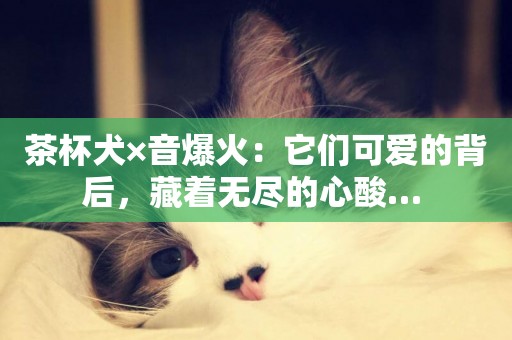茶杯犬×音爆火：它們可愛的背后，藏著無盡的心酸… 