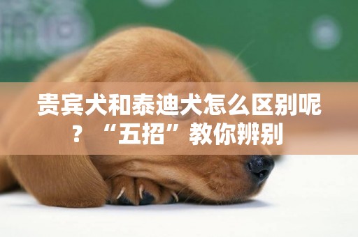 貴賓犬和泰迪犬怎么區別呢？“五招”教你辨別 