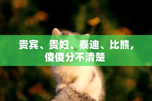 貴賓、貴婦、泰迪、比熊，傻傻分不清楚 