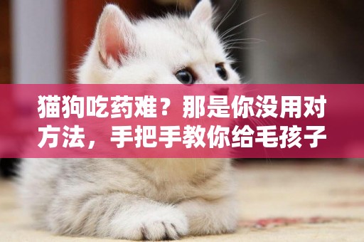 貓狗吃藥難？那是你沒用對方法，手把手教你給毛孩子喂藥 