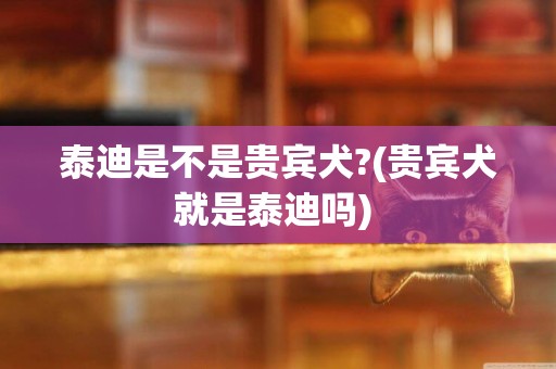 泰迪是不是貴賓犬?(貴賓犬就是泰迪嗎) 