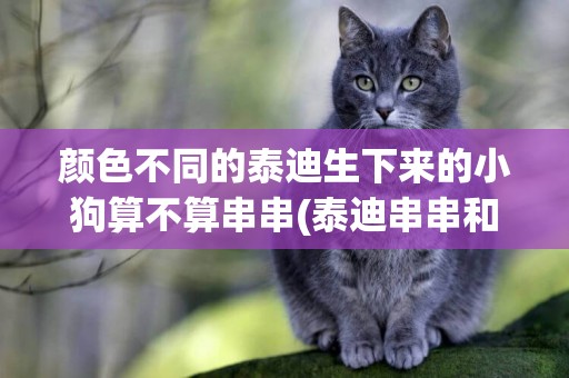 顏色不同的泰迪生下來的小狗算不算串串(泰迪串串和純泰迪生出來的狗) 