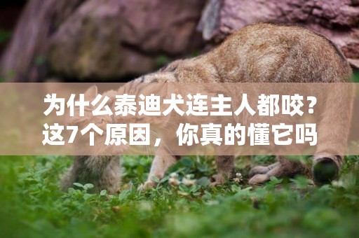 為什么泰迪犬連主人都咬？這7個原因，你真的懂它嗎？ 
