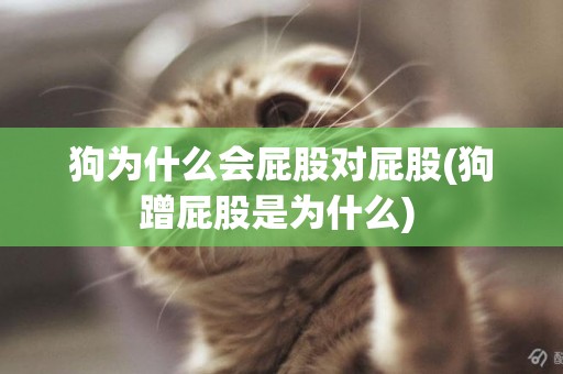 狗為什么會屁股對屁股(狗蹭屁股是為什么) 