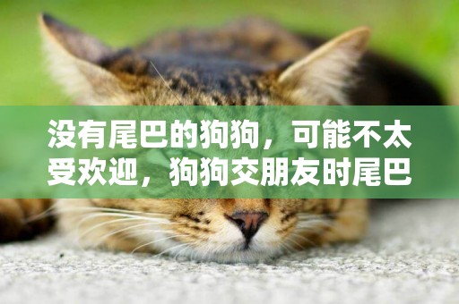 沒有尾巴的狗狗，可能不太受歡迎，狗狗交朋友時尾巴的作用大 