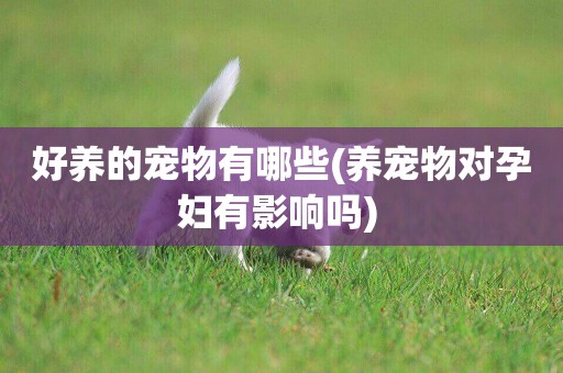 好養的寵物有哪些(養寵物對孕婦有影響嗎) 