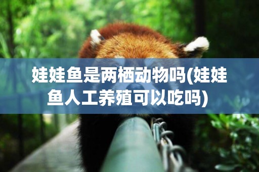 娃娃魚是兩棲動物嗎(娃娃魚人工養殖可以吃嗎) 