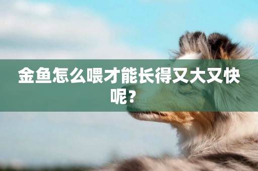 金魚怎么喂才能長得又大又快呢？ 