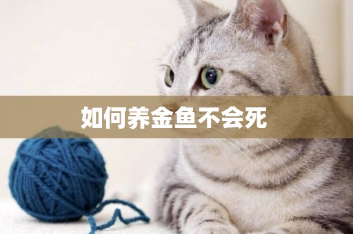 如何養金魚不會死 