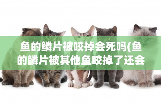 魚的鱗片被咬掉會死嗎(魚的鱗片被其他魚咬掉了還會長嗎) 