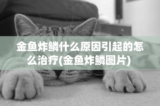 金魚炸鱗什么原因引起的怎么治療(金魚炸鱗圖片) 
