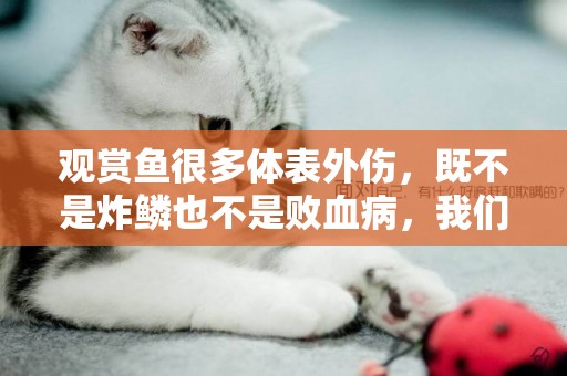 觀賞魚很多體表外傷，既不是炸鱗也不是敗血病，我們自己多慮了 