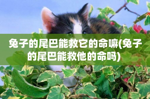 兔子的尾巴能救它的命嘛(兔子的尾巴能救他的命嗎) 