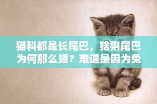 貓科都是長尾巴，猞猁尾巴為何那么短？難道是因為兔子吃多了？ 