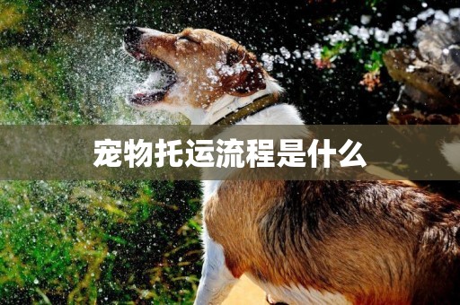 寵物托運流程是什么