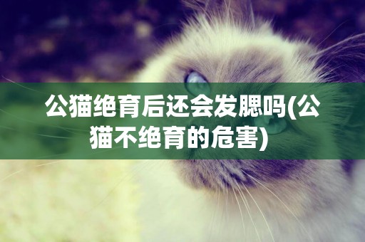 公貓絕育后還會發腮嗎(公貓不絕育的危害) 
