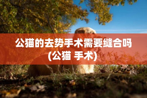 公貓的去勢手術需要縫合嗎(公貓 手術) 