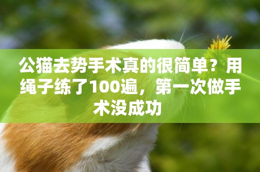 公貓去勢手術真的很簡單？用繩子練了100遍，第一次做手術沒成功 