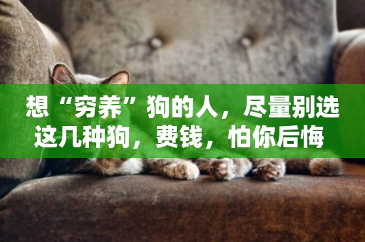 想“窮養”狗的人，盡量別選這幾種狗，費錢，怕你后悔 