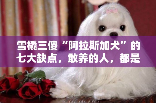 雪橇三傻“阿拉斯加犬”的七大缺點，敢養的人，都是勇士 