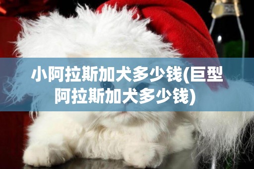 小阿拉斯加犬多少錢(巨型阿拉斯加犬多少錢) 