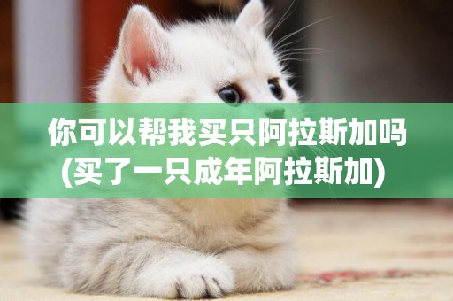 你可以幫我買只阿拉斯加嗎(買了一只成年阿拉斯加) 