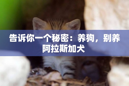 告訴你一個秘密：養狗，別養阿拉斯加犬 