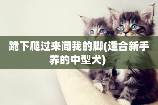 跪下爬過來聞我的腳(適合新手養的中型犬) 