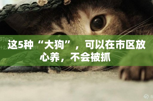 這5種“大狗”，可以在市區放心養，不會被抓 