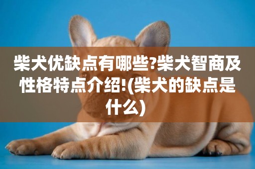柴犬優缺點有哪些?柴犬智商及性格特點介紹!(柴犬的缺點是什么) 