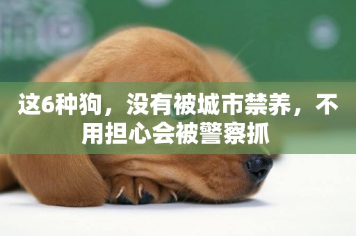 這6種狗，沒有被城市禁養，不用擔心會被警察抓 