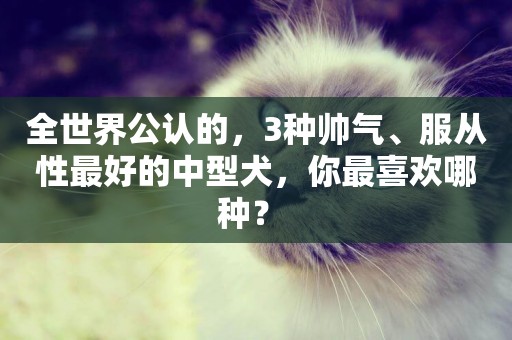 全世界公認的，3種帥氣、服從性最好的中型犬，你最喜歡哪種？ 