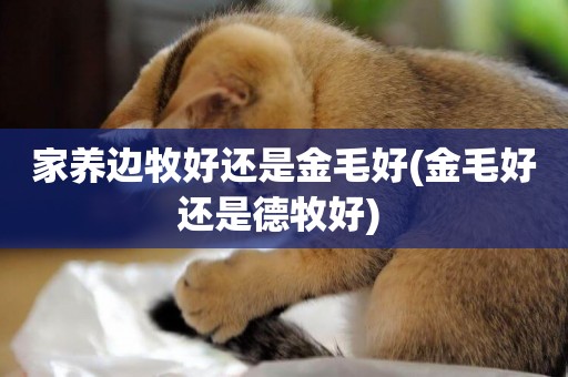 家養邊牧好還是金毛好(金毛好還是德牧好) 