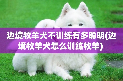 邊境牧羊犬不訓練有多聰明(邊境牧羊犬怎么訓練牧羊) 