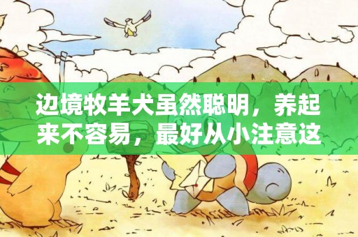 邊境牧羊犬雖然聰明，養起來不容易，最好從小注意這3點 