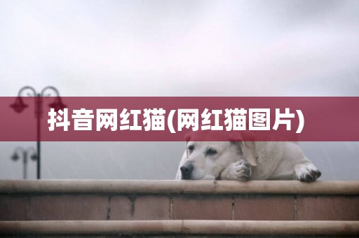 抖音網紅貓(網紅貓圖片) 