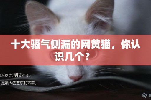 十大騷氣側漏的網黃貓，你認識幾個？ 