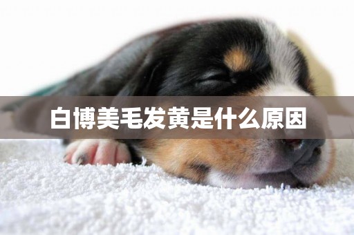 白博美毛發黃是什么原因