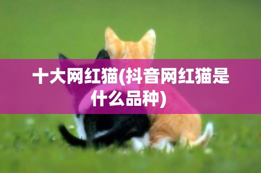 十大網紅貓(抖音網紅貓是什么品種) 