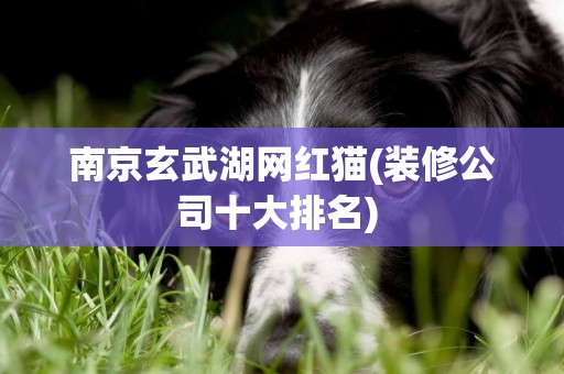 南京玄武湖網紅貓(裝修公司十大排名) 