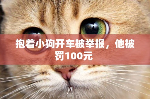 抱著小狗開車被舉報，他被罰100元 