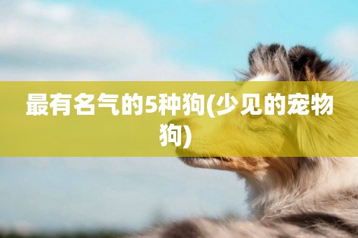 最有名氣的5種狗(少見的寵物狗) 