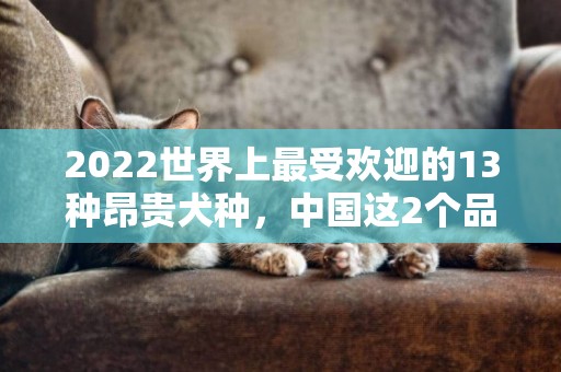 2022世界上最受歡迎的13種昂貴犬種，中國這2個品種成功上榜 
